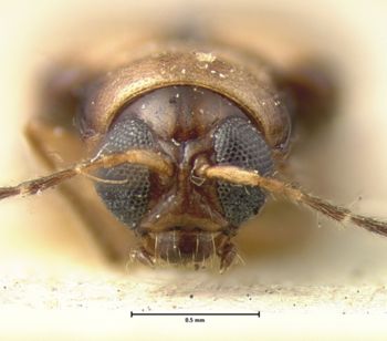Media type: image; Entomology 18465   Aspect: head frontal view